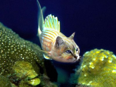 Make a Fish Trap for Catfish