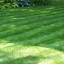 Striped Lawn