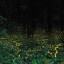 Photograph Fireflies at Night
