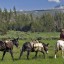 Plan a Sierra Horse Pack Trip