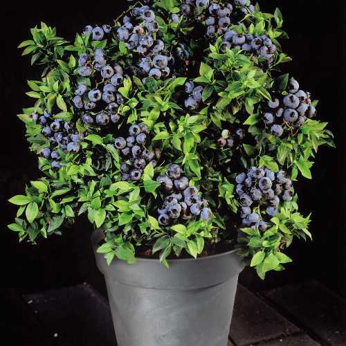 Tips about How to Plant Blueberry Bush in Container