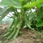 Plant Green Bean Seeds