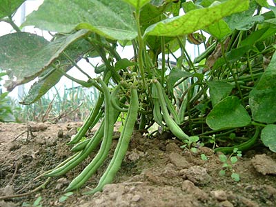 Plant Green Bean Seeds