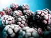 Frozen blackberries