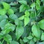 How to Prevent Poison Ivy From Spreading
