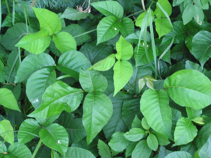 How to Prevent Poison Ivy From Spreading