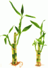 Lucky Bamboo stalks