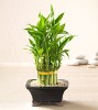 Lucky Bamboo in a pot