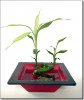 A Lucky Bamboo plant