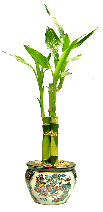 How to Propagate Lucky Bamboo