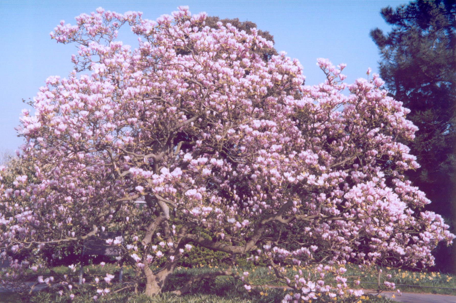 Magnolia Tree