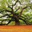 Prune an Oak Tree