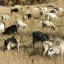 Raise Goats for Brush & Weed Control