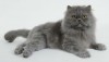 A persian cat