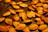 Finished roasted pumpkin seeds