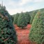 Tips about How to Run a Christmas Tree Farm