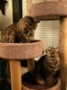 Two cats on a cat tree