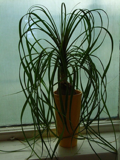 Ponytail Palm