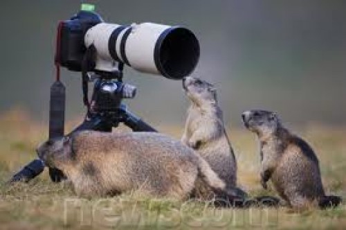 Woodchuck Camera