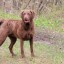 Chesapeake Bay Retriever