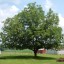 A fully grown pecan tree