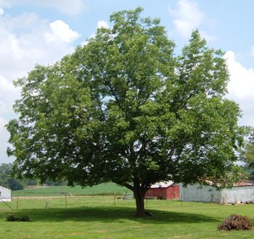 A fully grown pecan tree