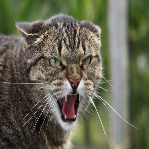 wild cat