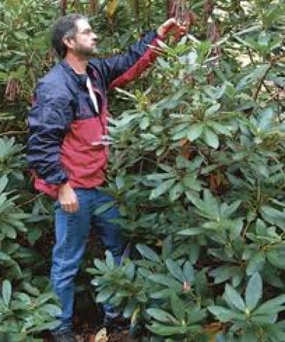 Trimming a Rhododendron