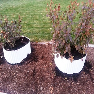 Potted Roses