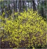 Renewal Pruning of Forsythia Bush