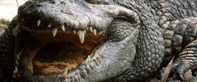 Difference Between Alligator and Crocodile