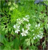 Cilantro Flowers