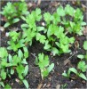 Cilantro Seedlings