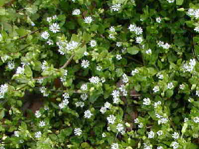 Chickweed