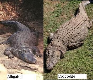 Difference Between Alligator and Crocodile