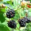 Blackberry and Boysenberry