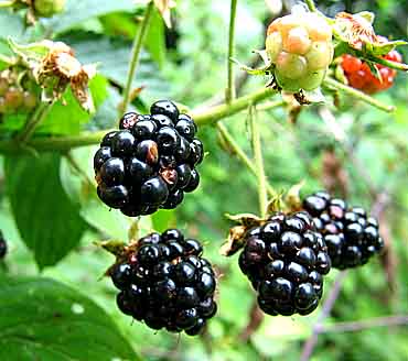 Blackberry and Boysenberry