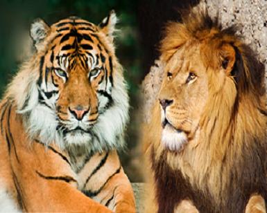 how to differentiate between lions and tigers