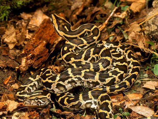 Python and Anaconda