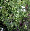 Green Cilantro Seeds