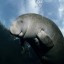 Manatee