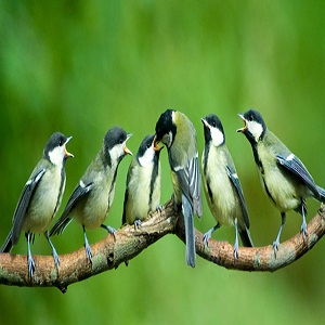 Attract Birds to Your Garden