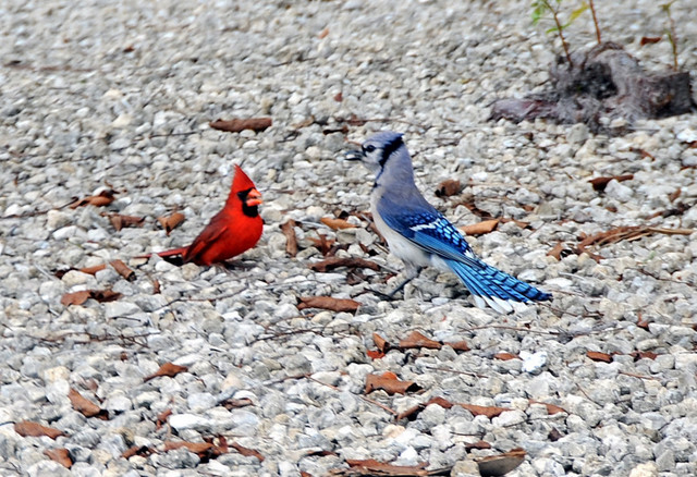 How to Attract Blue Jays and Cardinals