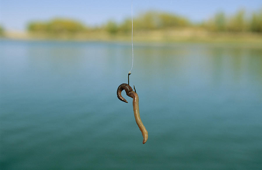 A Fishing Hook Baited With An Earthworm