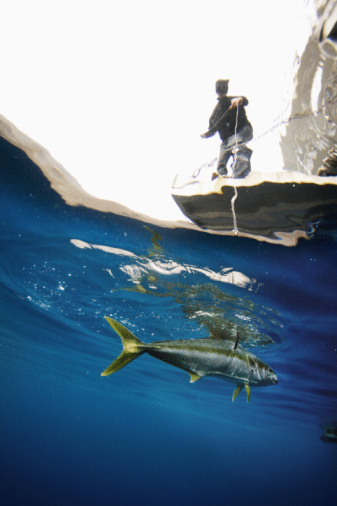 Bait a Hook for Sharks