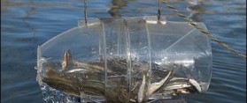 Saltwater Minnow Trap