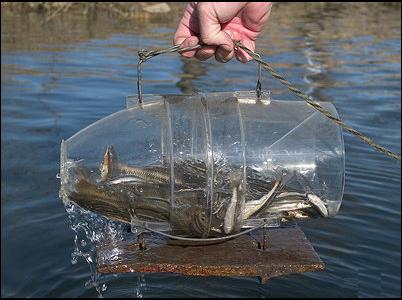 Saltwater Minnow Trap