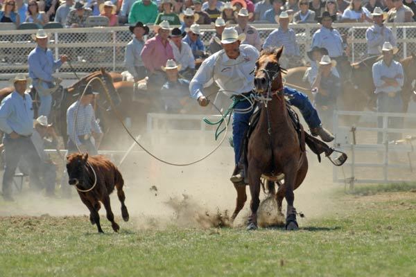 A calf roping event