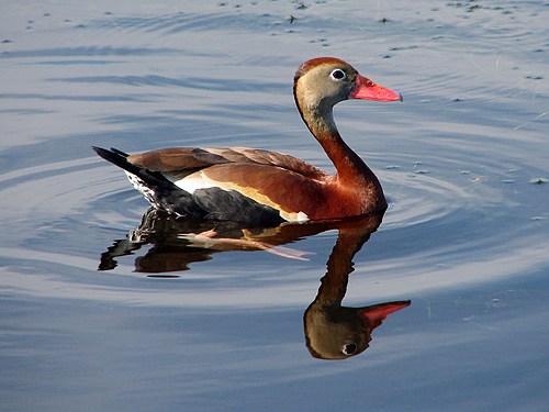 Blow a call to lure ducks