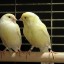 Canaries in Cages